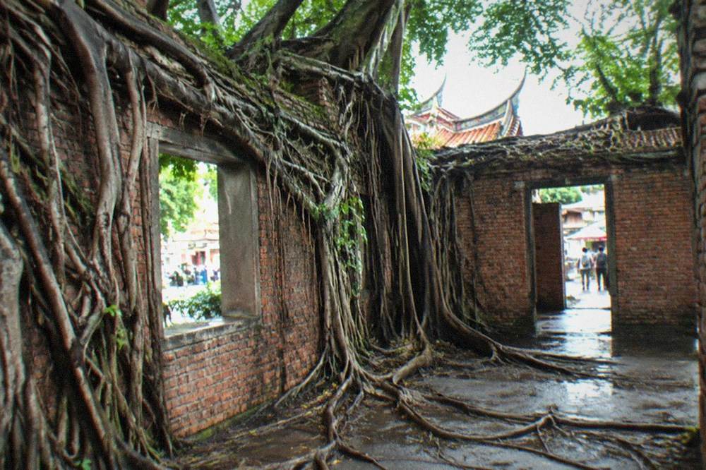 Banyan roots growing over and through the brick walls of the Anping Tree House warehouse