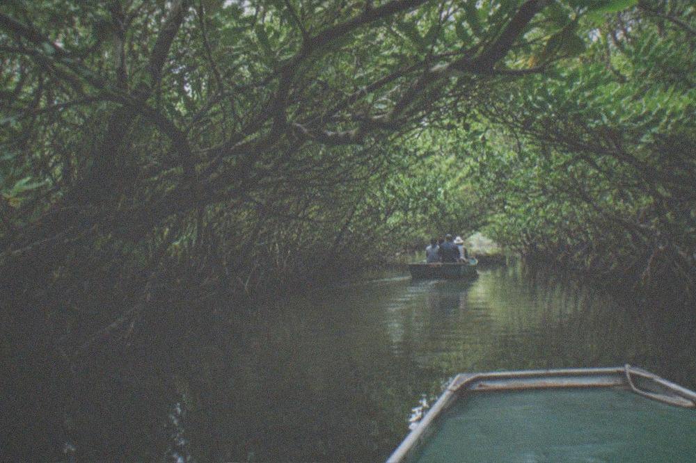 A small boat gliding through a narrow mangrove tunnel on the Tainan coast