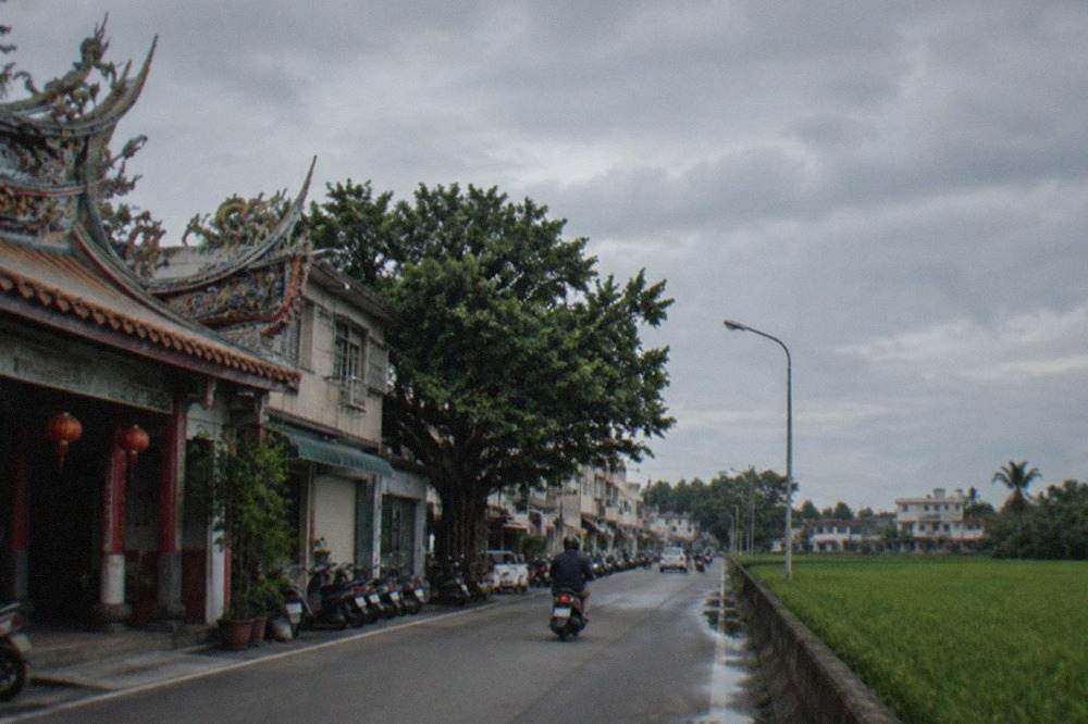 Green rice paddies stretching across flat countryside under a wide sky