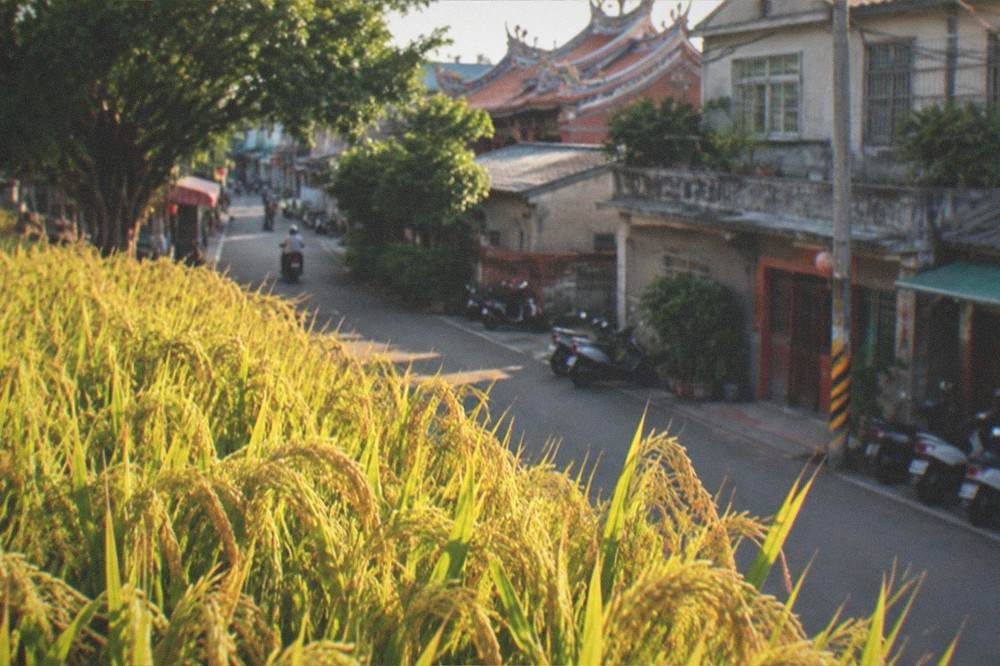 Golden rice plants close up in the late afternoon with a farmhouse behind