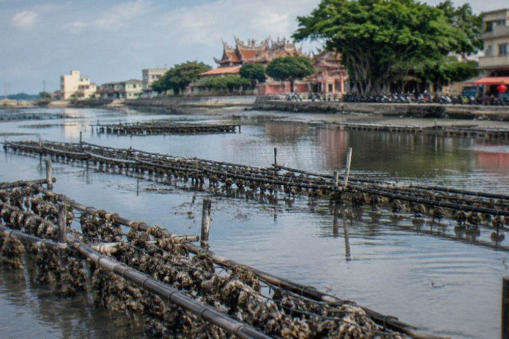 Oyster racks standing in shallow lagoon water at low tide in Qigu
