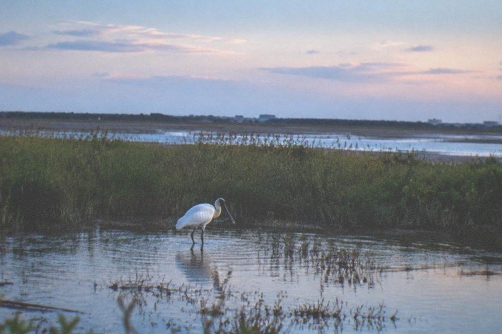 A black-faced spoonbill wading in shallow wetland water with reeds behind it