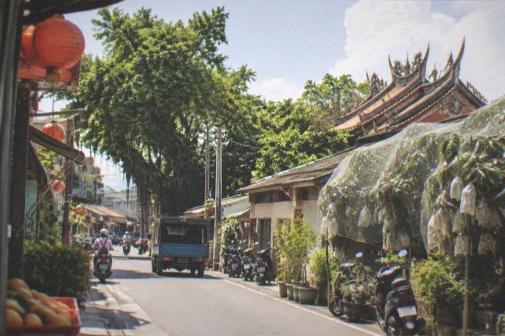 An orchard road in Yujing at midday with netted mango trees on both sides