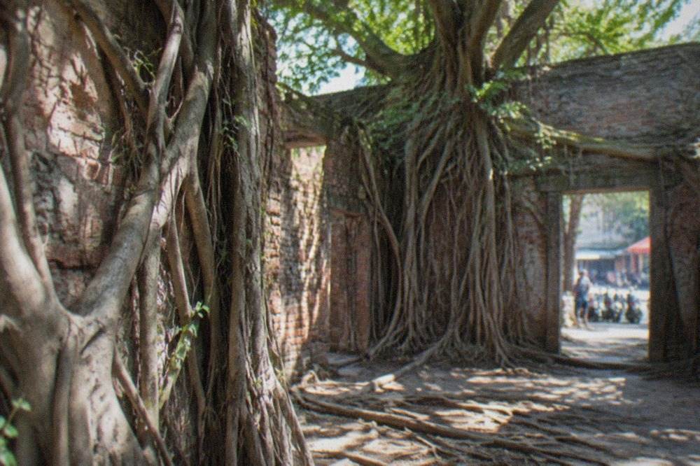 Banyan roots growing over the brick walls of the Anping Tree House in Tainan