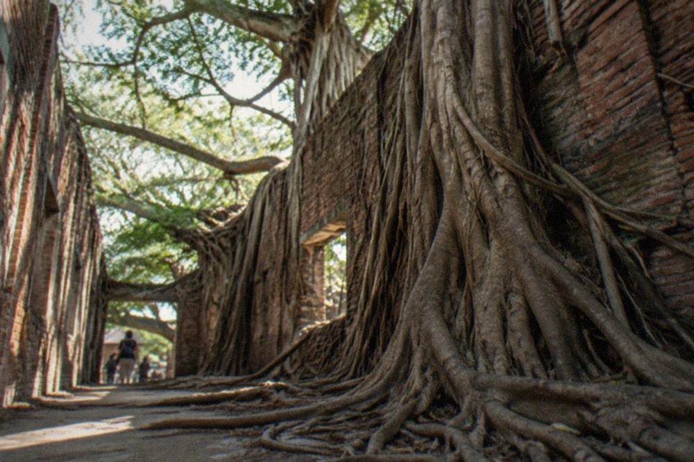 Interior walkway inside the Anping Tree House with banyan roots and brick walls
