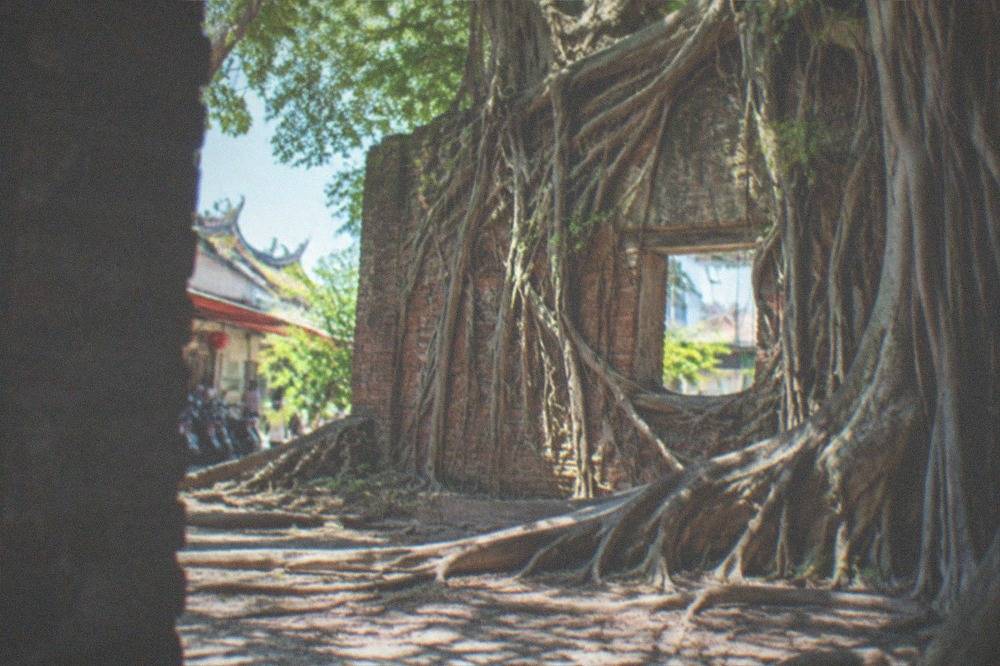 Banyan roots growing through a brick wall opening at the Anping Tree House