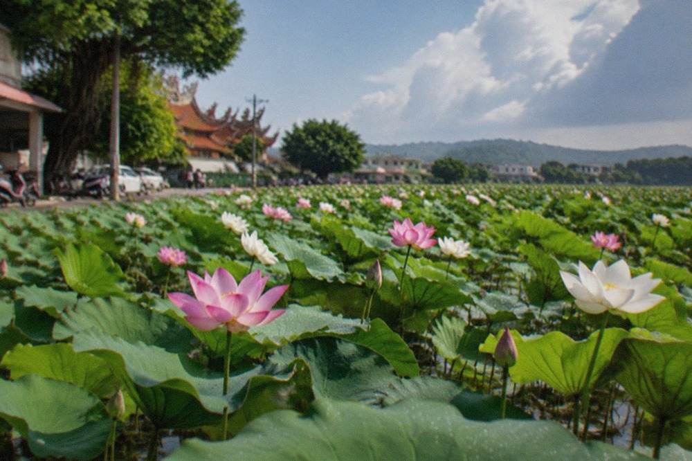 Rows of pink and white lotus flowers standing above wide green leaves in a flooded field under a bright morning sky