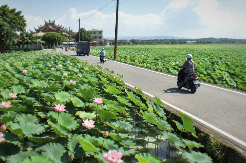 A rural road running between flooded lotus ponds with flowers in bloom and distant low hills