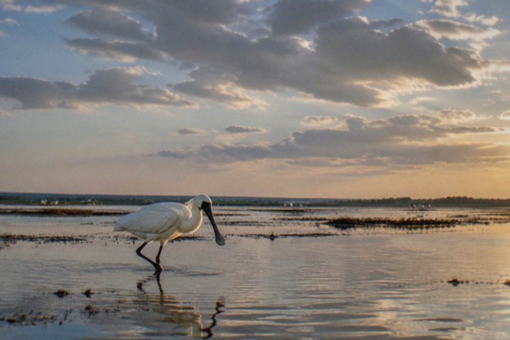 A black-faced spoonbill wading in a shallow coastal wetland at golden hour