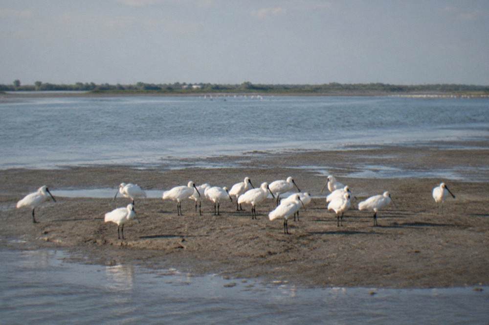 A flock of white spoonbills standing on a wetland sandbar with an estuary behind them