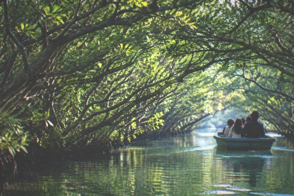 A small open boat gliding through a narrow mangrove tunnel on still green water