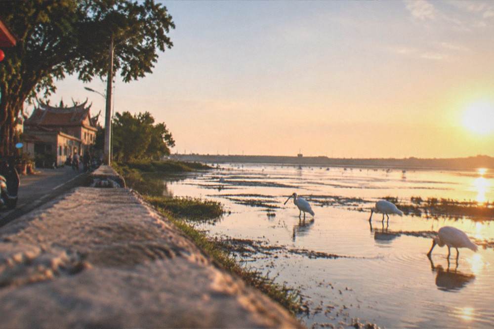 Sunrise over a coastal wetland with spoonbills feeding in the shallows