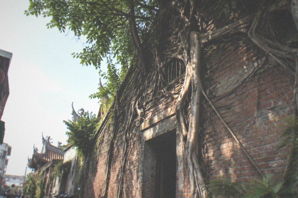 Old brick walls with banyan roots growing over a former warehouse in Anping