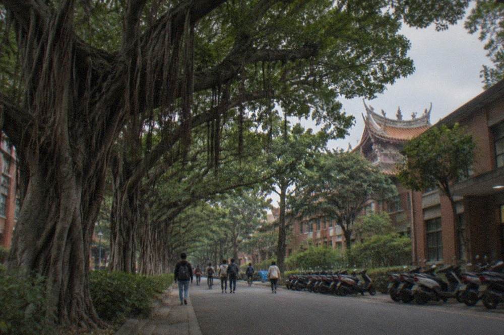 A wide tree-lined campus road with banyan trees arching over the pavement and students walking between low academic buildings