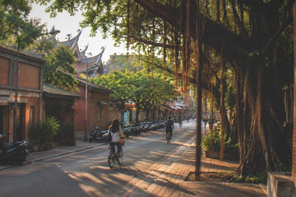 A campus avenue at dusk with warm light under the banyan canopy and a few cyclists