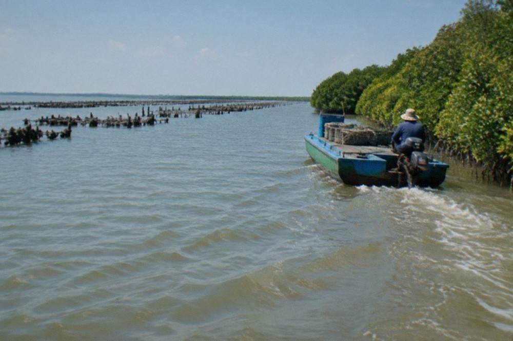 A flat-bottom boat moving through a narrow mangrove channel with green foliage meeting the water