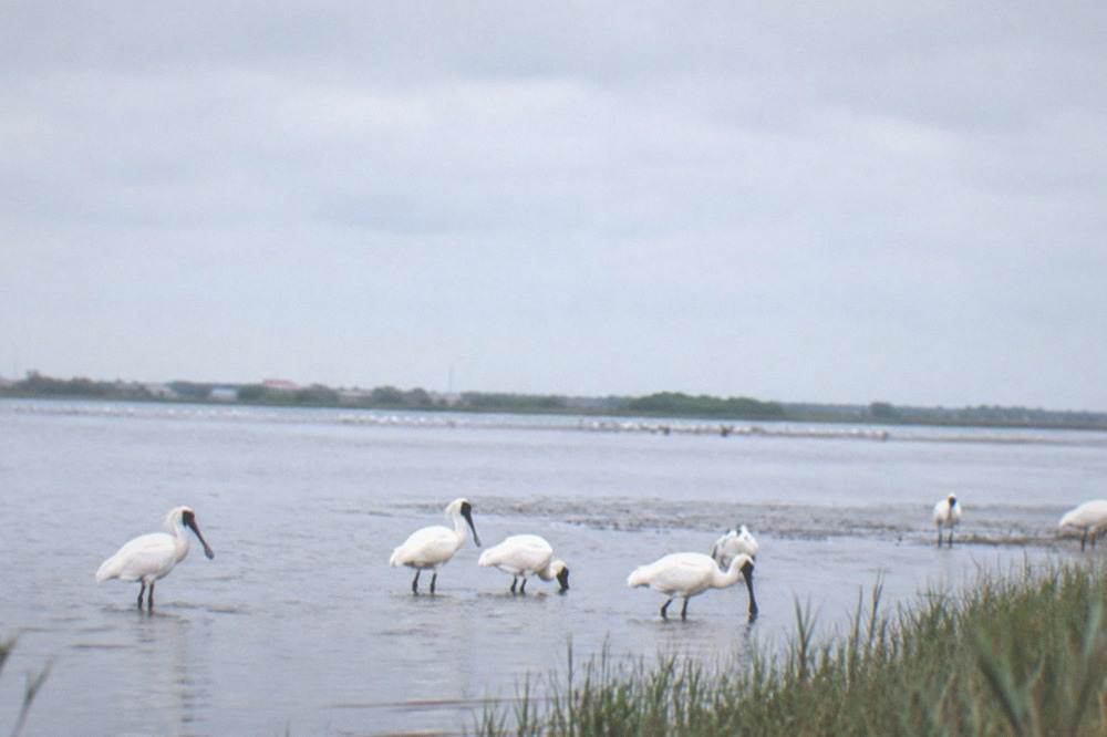 Black-faced spoonbills wading in shallow estuary water near reeds
