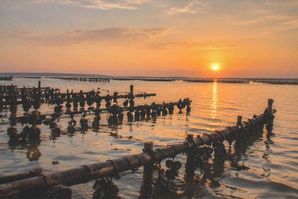 Sunset light over calm lagoon water with distant oyster racks silhouetted
