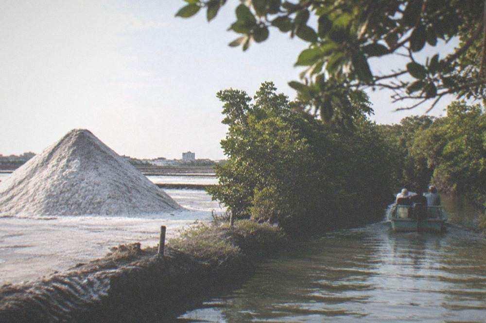 A small open boat gliding through a narrow mangrove channel with green branches meeting overhead