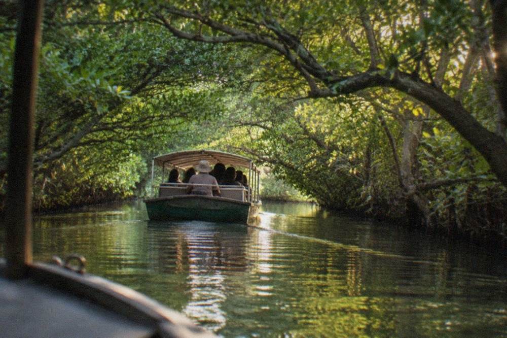 A small covered boat gliding through a narrow mangrove channel with green leaves forming a roof overhead