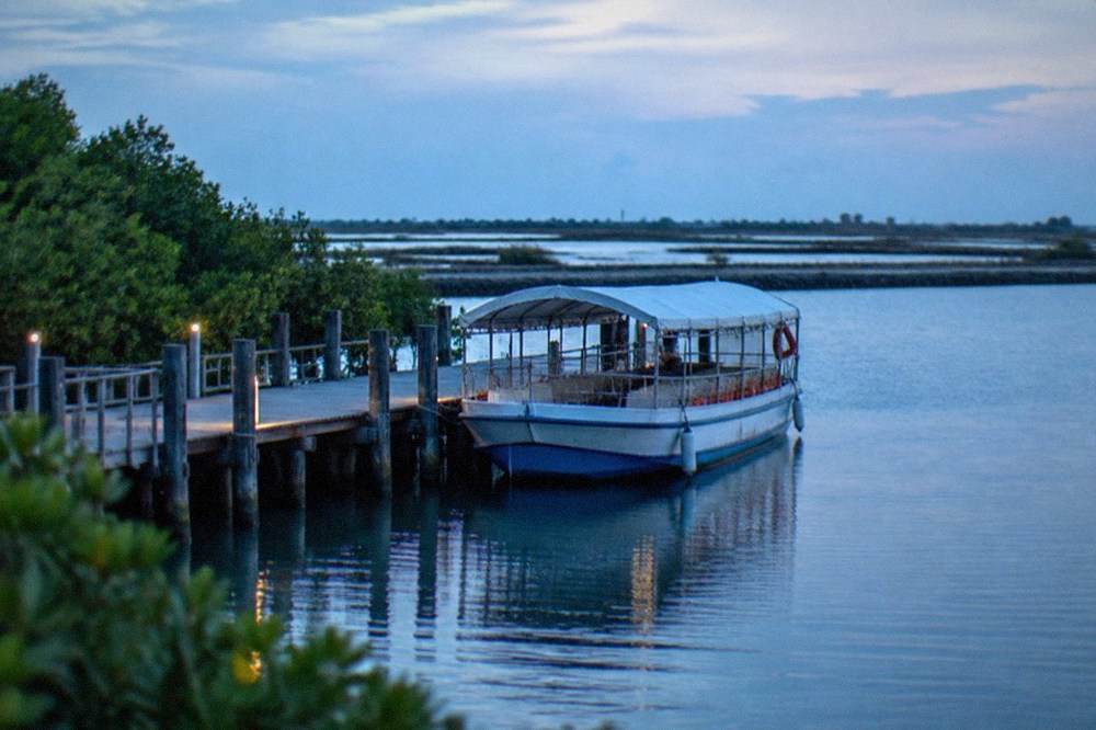 A covered tourist boat moored at a wooden jetty beside mangrove forest