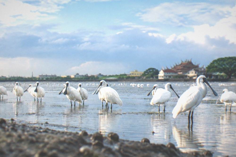 Rows of black-faced spoonbills standing in shallow wetland water with white plumage and dark bills