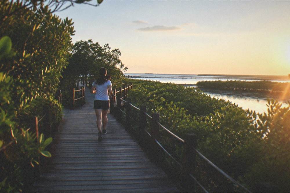 A wooden boardwalk trail leading through tall mangrove vegetation toward open water