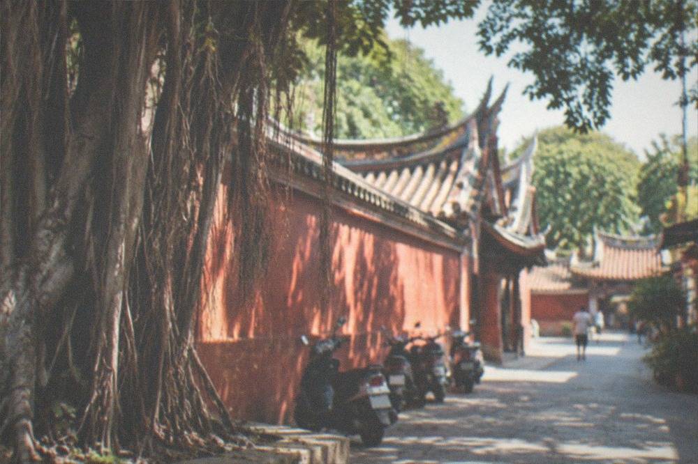 An old banyan tree with hanging roots beside a red temple wall