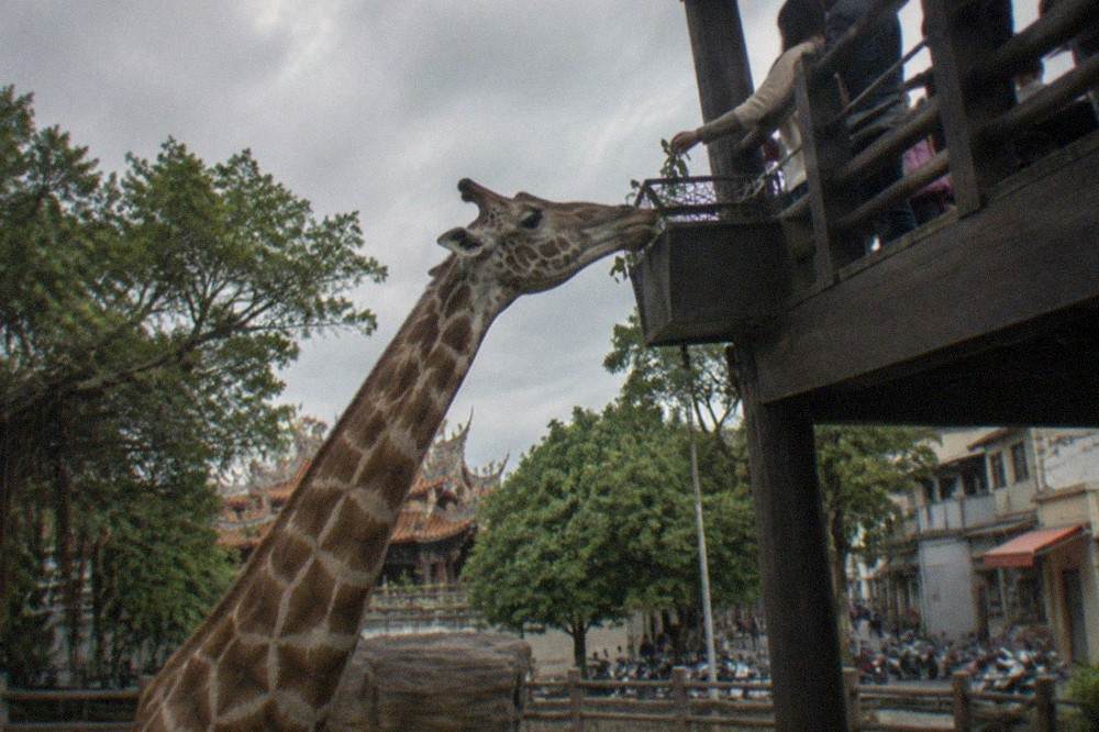 A giraffe reaching toward a feeding platform while visitors watch from a walkway