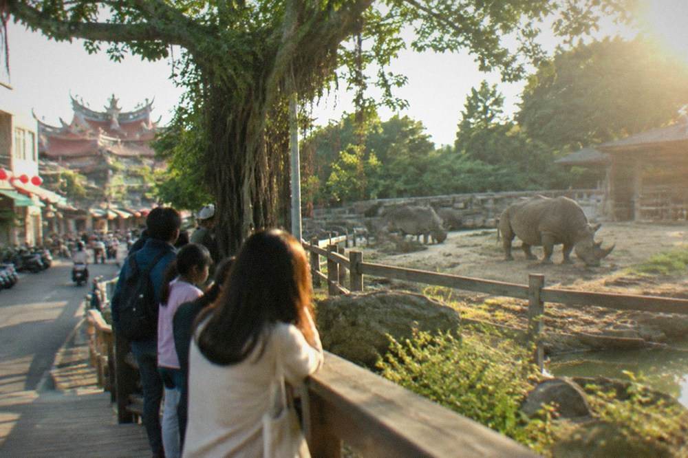 Visitors watching a large herbivore enclosure from a raised wooden walkway