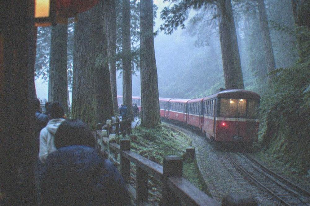 Travelers in jackets standing on a forest trail among huge cypress trunks in morning mist