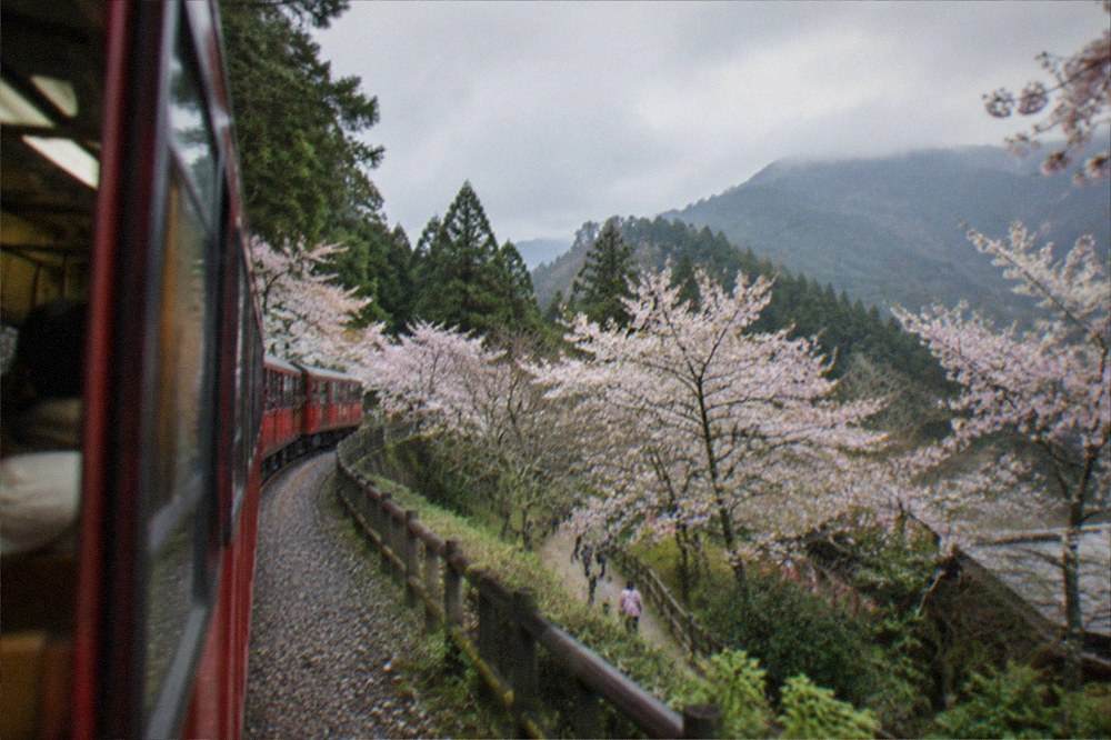 Cherry blossom trees in bloom along a forest path with mountains in the distance