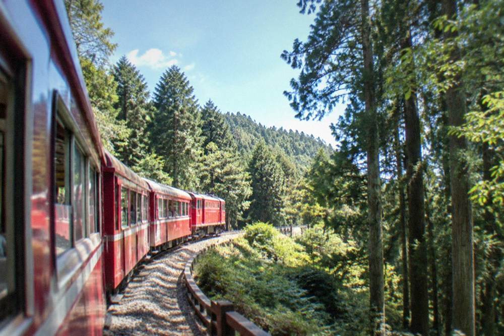 A narrow-gauge red forest railway train winding through cypress woodland