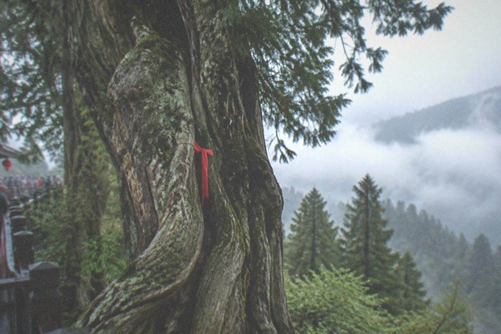 Ancient twisted cypress trunk with red identification marker inside a misty forest grove