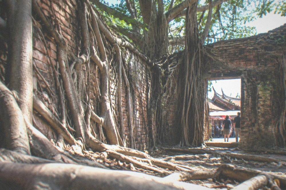 Banyan roots growing over the brick walls of the Anping Tree House
