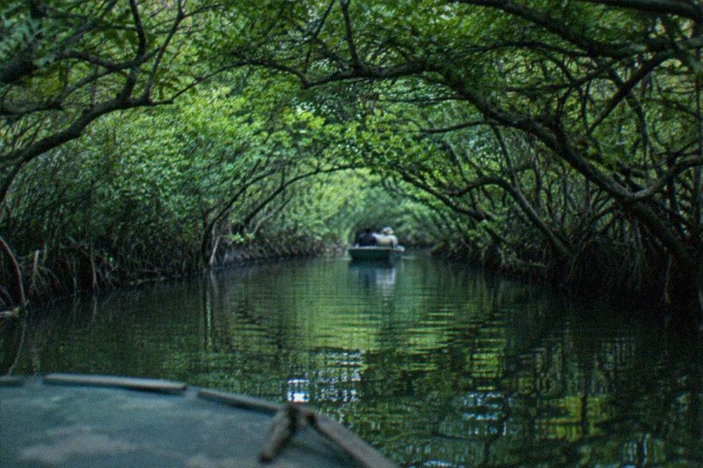A small boat gliding through a narrow mangrove green tunnel on the Tainan lagoon