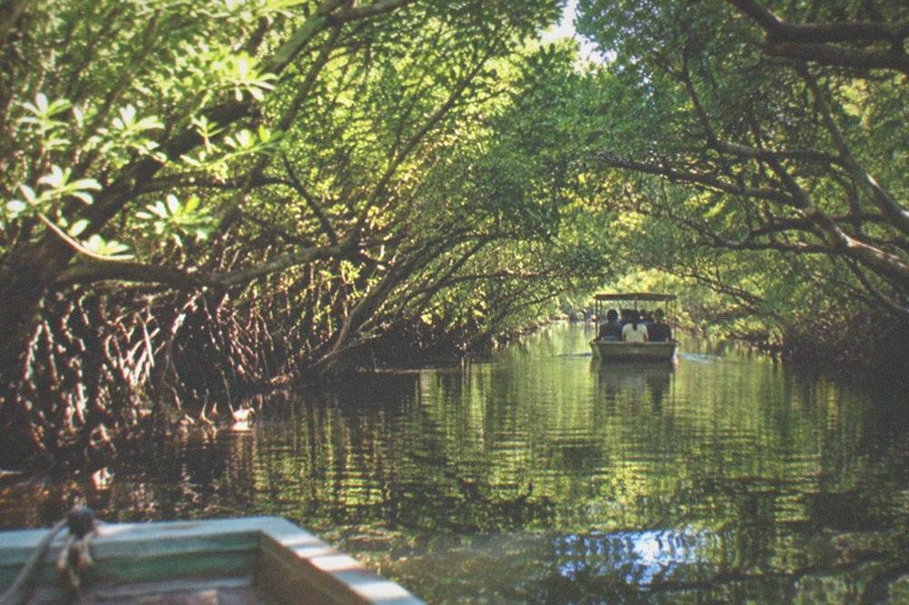 A mangrove tunnel canal with a small open boat gliding under green branches