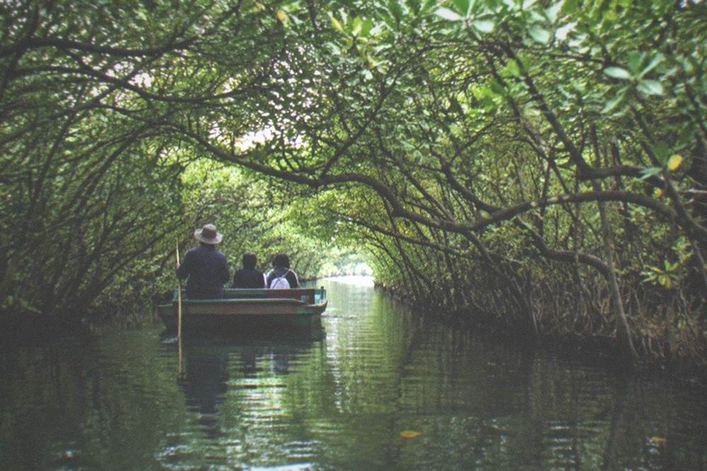 A small boat gliding through a narrow green mangrove tunnel on calm water