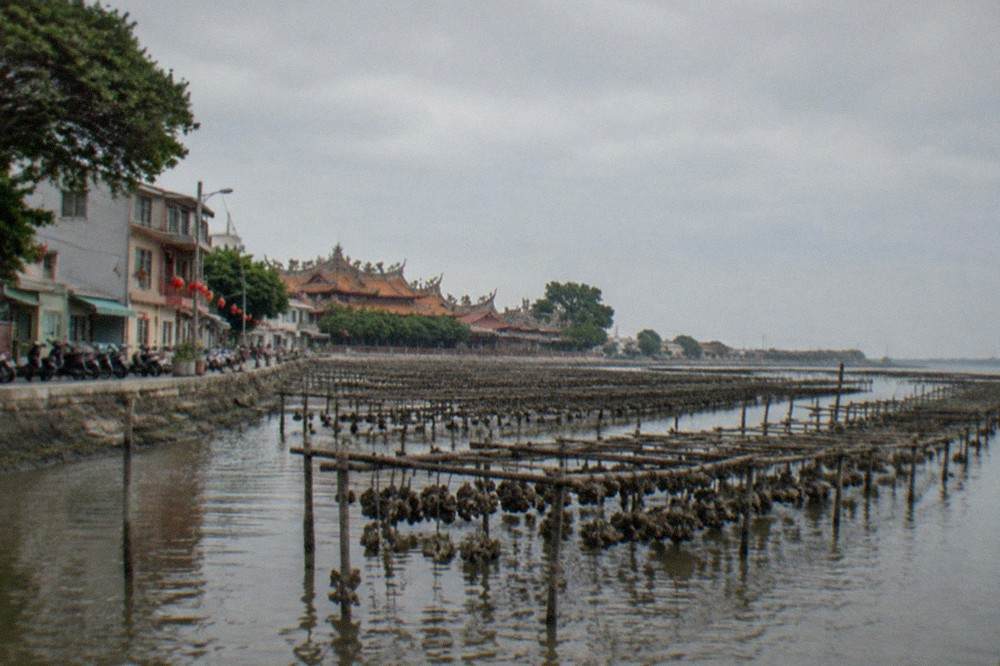 Oyster racks standing in shallow lagoon water at low tide