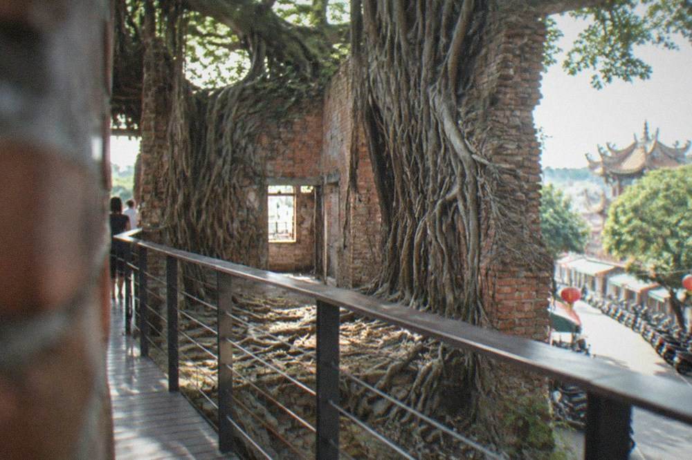 The brick walls and banyan roots of the Anping Tree House seen from the walkway