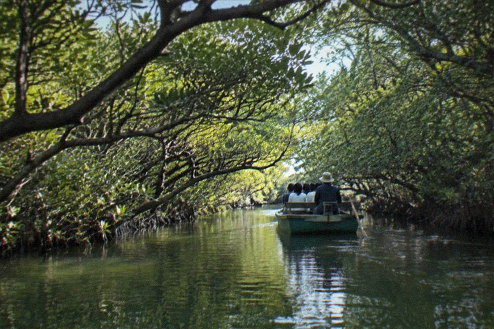 A small boat gliding through a narrow mangrove tunnel on green water