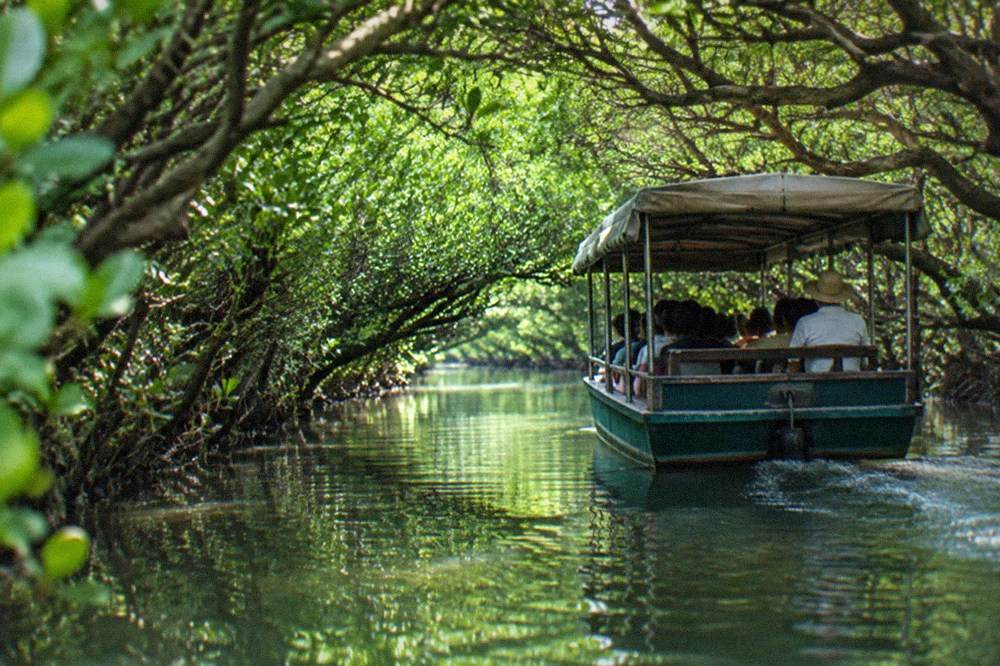 A covered tourist boat moving slowly through a narrow green mangrove tunnel