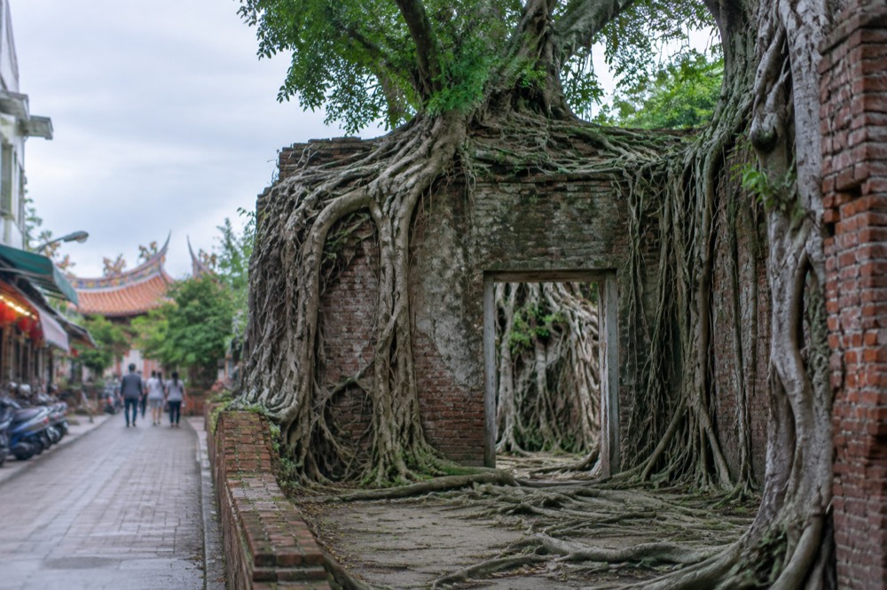 Banyan tree roots growing over brick ruins at the Anping Tree House
