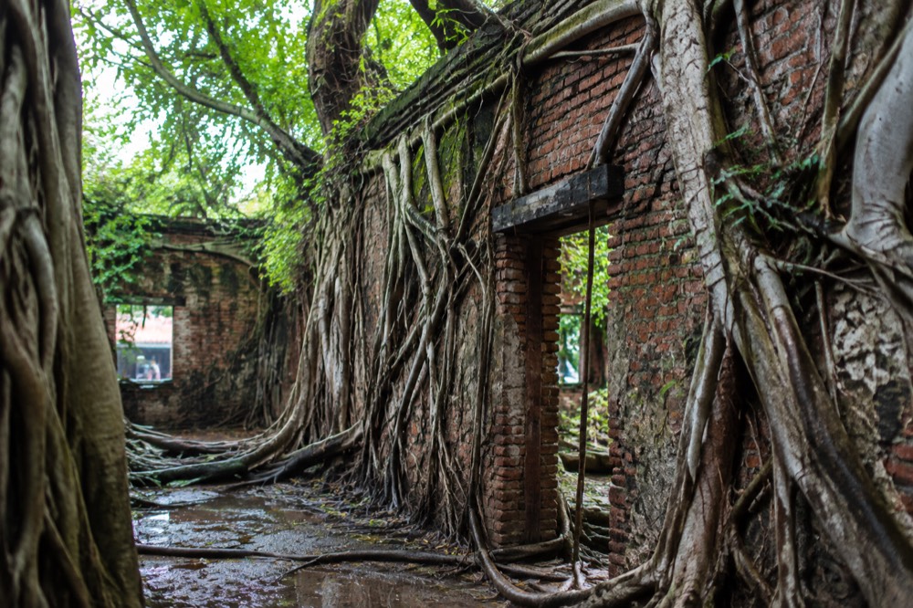 Banyan roots growing over the brick walls of the Anping Tree House