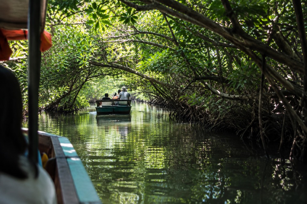 A small boat entering a narrow mangrove tunnel on the Tainan lagoon coast