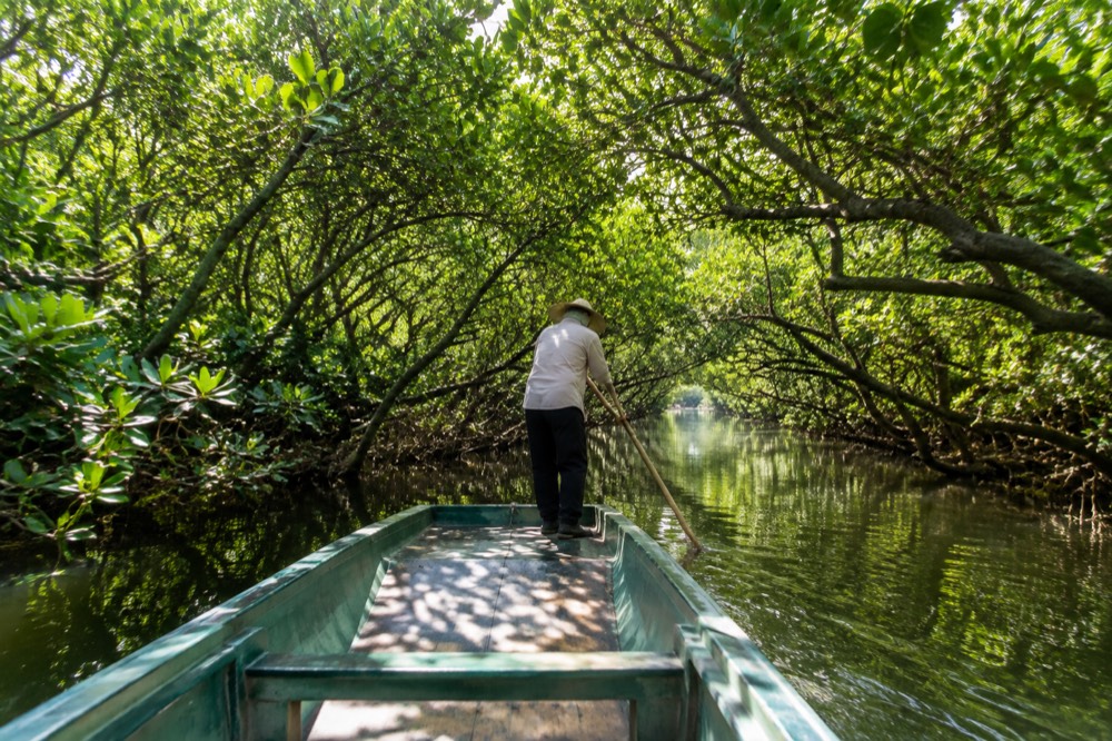 Boat gliding through a narrow mangrove green tunnel on the lagoon