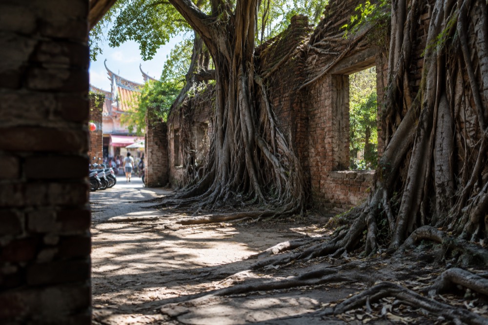 Banyan roots growing over the brick walls of the Anping Tree House